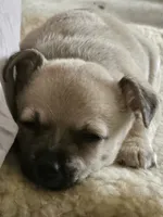 Merlin , a male Chihuahua for sale in Union City, MI – 3 of 4