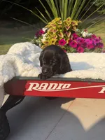 Little Black - White Collar, a female Labrador Retriever for sale in Bonney Lake, WA – 2 of 6