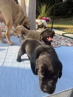 Ford - Yellow Collar, a male Labrador Retriever for sale in Bonney Lake, WA – 4 of 7