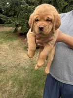 Gray Collar - English Line AKC, a female Labrador Retriever for sale in Bonney Lake, WA – 4 of 10