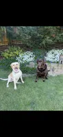 Purple Collar - English Line AKC, a female Labrador Retriever for sale in Bonney Lake, WA – 6 of 8