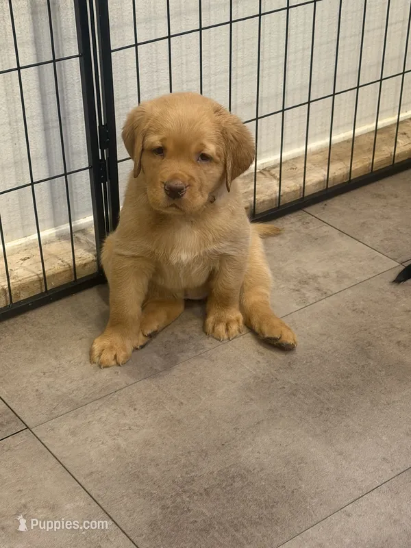 Gray Collar - English Line AKC – Labrador Retriever puppy on hold in Bonney Lake, WA
