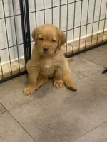 Gray Collar - English Line AKC, a female Labrador Retriever for sale in Bonney Lake, WA – 1 of 10