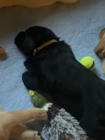 Ford - Yellow Collar, a male Labrador Retriever for sale in Bonney Lake, WA – 2 of 7