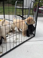 Dark Blue Collar - English Line AKC, a female Labrador Retriever for sale in Bonney Lake, WA – 4 of 8