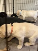 Dozer - Orange Collar, a female Labrador Retriever for sale in Bonney Lake, WA – 2 of 7