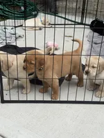 Gray Collar - English Line AKC, a female Labrador Retriever for sale in Bonney Lake, WA – 3 of 10
