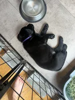 Purple Collar - English Line AKC, a female Labrador Retriever for sale in Bonney Lake, WA – 4 of 8