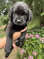 Purple Collar - English Line AKC, a female Labrador Retriever for sale in Bonney Lake, WA – 2 of 8
