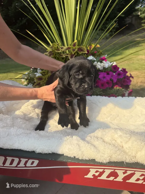 Little Black – Labrador Retriever puppy for sale in Bonney Lake, WA