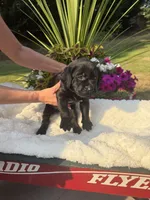 Little Black, a female Labrador Retriever for sale in Bonney Lake, WA – 1 of 3