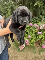 Purple Collar - English Line AKC, a female Labrador Retriever for sale in Bonney Lake, WA – 7 of 8