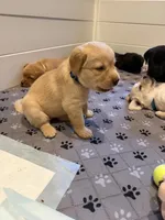 Sassy - Dark Blue Collar, a female Labrador Retriever for sale in Bonney Lake, WA – 2 of 6