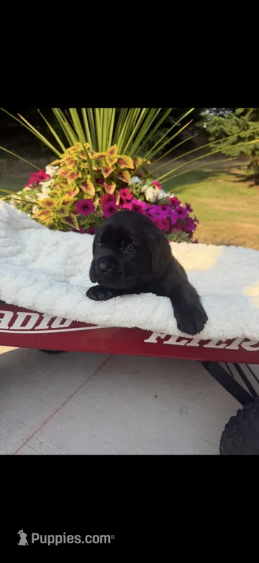 Purple Collar - English Line AKC – Labrador Retriever puppy for sale in Bonney Lake, WA