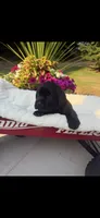 Purple Collar - English Line AKC, a female Labrador Retriever for sale in Bonney Lake, WA – 1 of 8