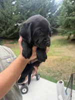 Little Black - White Collar - AKC, a female Labrador Retriever for sale in Bonney Lake, WA – 8 of 9
