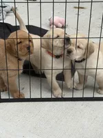 Black Collar - English Line AKC, a male Labrador Retriever for sale in Bonney Lake, WA – 4 of 6