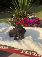 Little Black, a female Labrador Retriever for sale in Bonney Lake, WA – 3 of 3