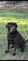 Gray Collar - English Line AKC, a female Labrador Retriever for sale in Bonney Lake, WA – 9 of 10