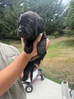 Little Black - White Collar - AKC, a female Labrador Retriever for sale in Bonney Lake, WA – 7 of 9