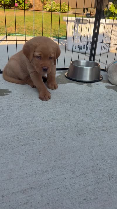 Gray Collar - English Line AKC, a female Labrador Retriever for sale in Bonney Lake, WA – 7 of 10