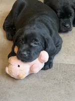 Purple Collar - English Line AKC, a female Labrador Retriever for sale in Bonney Lake, WA – 3 of 8