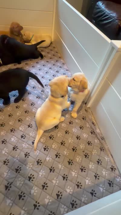 Dozer - Orange Collar, a female Labrador Retriever for sale in Bonney Lake, WA – 7 of 7