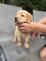 Dark Blue Collar - English Line AKC, a female Labrador Retriever for sale in Bonney Lake, WA – 3 of 8