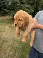 Gray Collar - English Line AKC, a female Labrador Retriever for sale in Bonney Lake, WA – 5 of 10