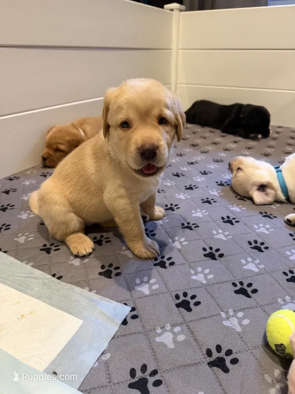 Sassy - Dark Blue Collar – Labrador Retriever puppy for sale in Bonney Lake, WA