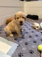 Sassy - Dark Blue Collar, a female Labrador Retriever for sale in Bonney Lake, WA – 1 of 6