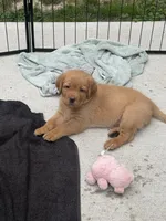 Gray Collar - English Line AKC, a female Labrador Retriever for sale in Bonney Lake, WA – 8 of 10