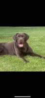 Ford - Yellow Collar, a male Labrador Retriever for sale in Bonney Lake, WA – 6 of 7