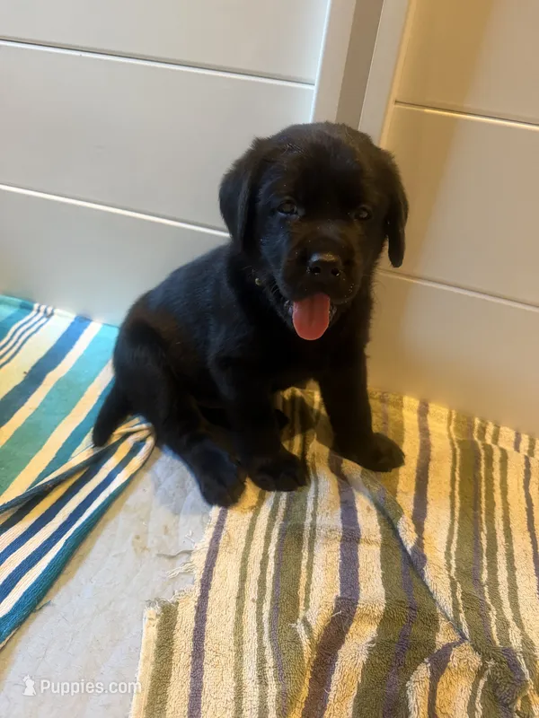 Ford - Yellow Collar – Labrador Retriever puppy for sale in Bonney Lake, WA