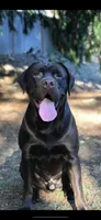 Sassy - Dark Blue Collar, a female Labrador Retriever for sale in Bonney Lake, WA – 3 of 6