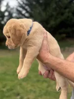 Dark Blue Collar - English Line AKC, a female Labrador Retriever for sale in Bonney Lake, WA – 2 of 8