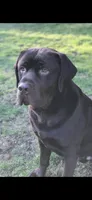 Purple Collar - English Line AKC, a female Labrador Retriever for sale in Bonney Lake, WA – 5 of 8