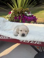 Black Collar - English Line AKC, a male Labrador Retriever for sale in Bonney Lake, WA – 3 of 6