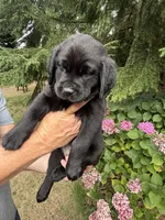 Purple Collar - English Line AKC, a female Labrador Retriever for sale in Bonney Lake, WA – 8 of 8