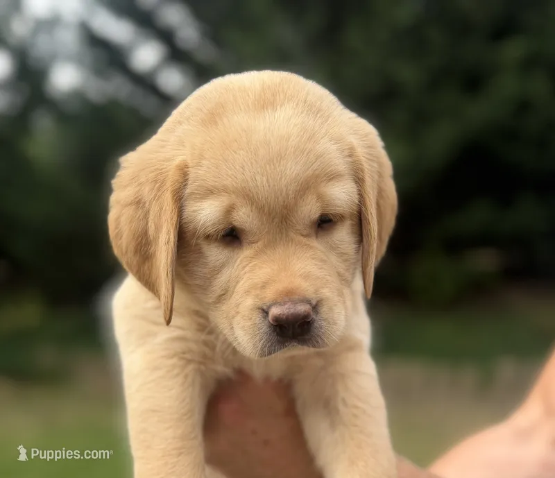 Dark Blue Collar - English Line AKC – Labrador Retriever puppy on hold in Bonney Lake, WA