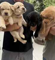 Black Collar - English Line AKC, a male Labrador Retriever for sale in Bonney Lake, WA – 2 of 6