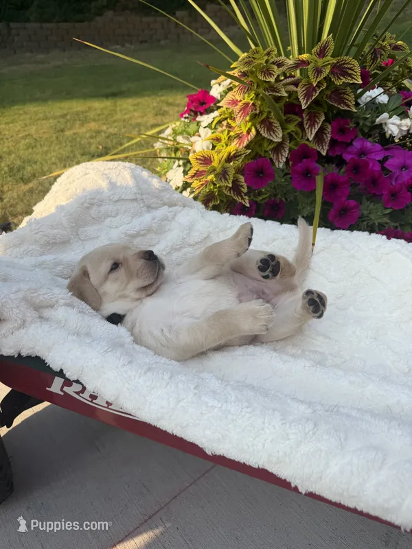 Black Collar - English Line AKC – Labrador Retriever puppy on hold in Bonney Lake, WA