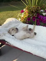 Black Collar - English Line AKC, a male Labrador Retriever for sale in Bonney Lake, WA – 1 of 6