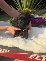 Little Black, a female Labrador Retriever for sale in Bonney Lake, WA – 2 of 3