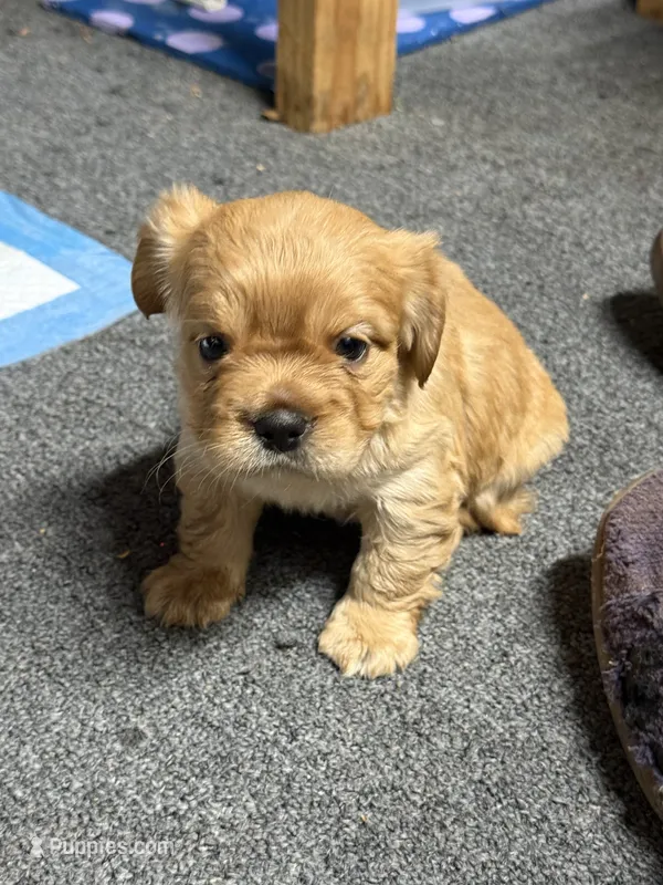 Curly – French Bulldog puppy for sale in Harbor City, CA