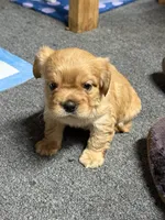 Curly, a male French Bulldog for sale in Harbor City, CA – 1 of 2