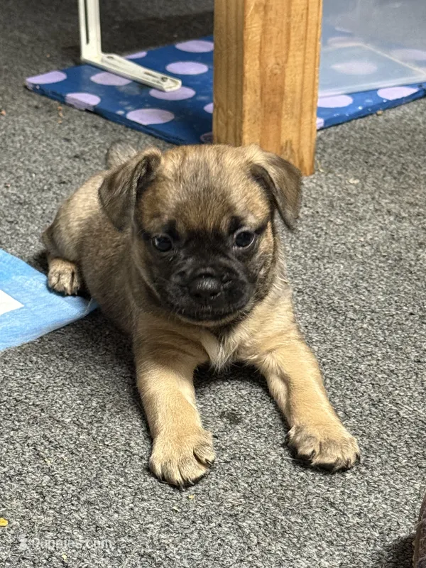 Rufio  – French Bulldog puppy for sale in Harbor City, CA
