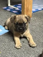 Rufio , a male French Bulldog for sale in Harbor City, CA – 1 of 2