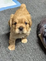 Curly, a male French Bulldog for sale in Harbor City, CA – 2 of 2