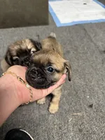 Rufio , a male French Bulldog for sale in Harbor City, CA – 2 of 2